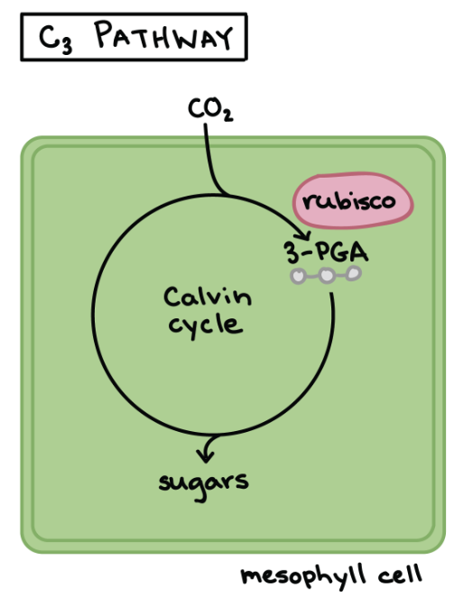 Figure 25.2. The c3 photosynthetic pathway.